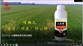 火麒麟苗秀生根抗病肥