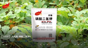 火鳳凰-磷酸二氫鉀彩鈴