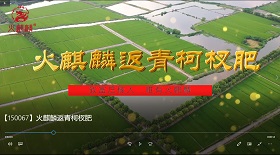 火麒麟返青柯杈肥視頻彩鈴