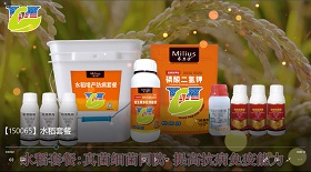 水稻套餐視頻彩鈴