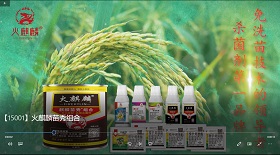 火麒麟苗秀組合視頻彩鈴