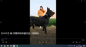 河南開封中建犬業(yè) 彩鈴